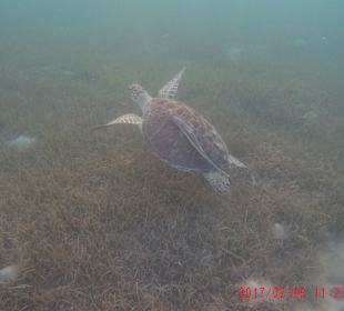 Schnorcheln Caribbean World Resorts Soma Bay