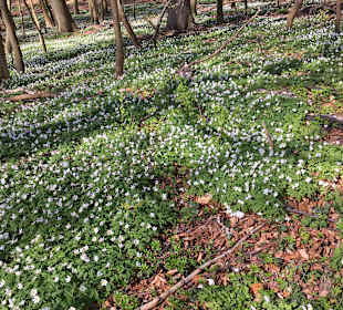 Wandern Sellin auf Rügen
