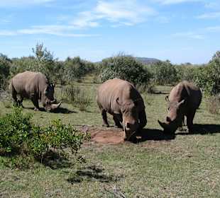 Breitmaulnashörner in der Masai Mara