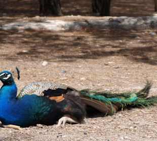 Dostojny mieszkaniec Plaki