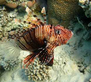 Rot-Feuerfisch