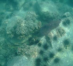 Unterwasserkamera: Seeigel und Korallen