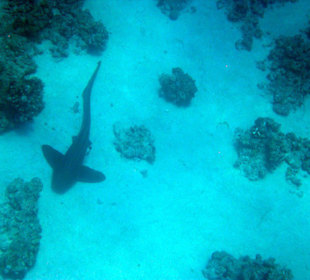 Leopardenhai am Hausriff Dreams Beach