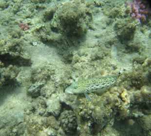 Hotel Al Nabila Grand Makadi