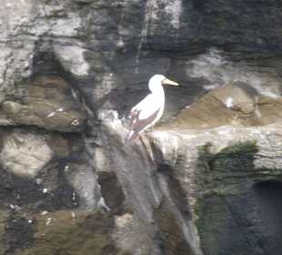 Vögel in den Klippen
