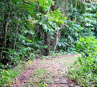 Parque Natural Obô do Príncipe