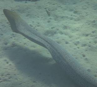 Schnorcheln beim Fort Arabesque