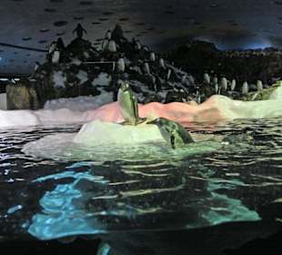 Ausflug nach Loro Parque