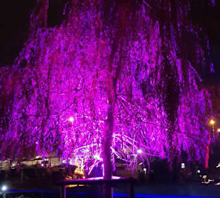 Leuchtende Traumpfade.....