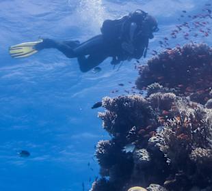 Tauchbasis Blue Water Dive Resort Hurghada