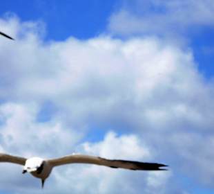 Anflug auf den Nistplatz