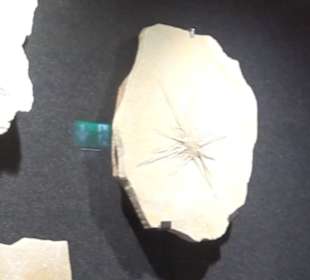 Dinosaurier Museum Altmühltal