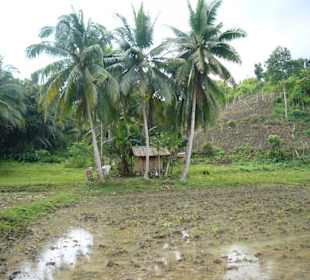 Reisfelder auf dem Weg zu den c