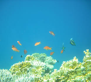 Kleine große alle sind sie da