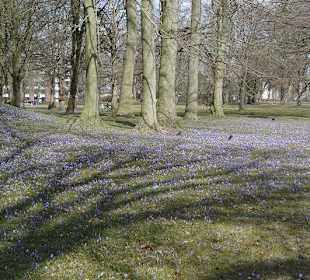 Leichte lia-färbung