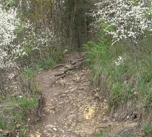 Wanderung rund um das Rusenschloss Gerhausen