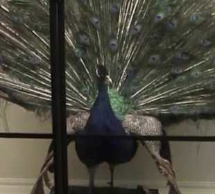 Naturhistorisches Museum