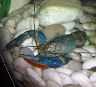 Aquarium in der Dubai Mall