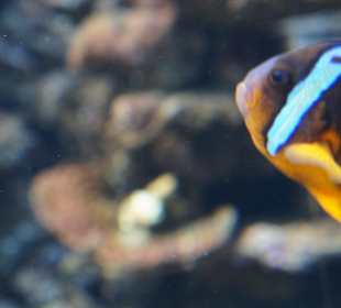 CretAquarium