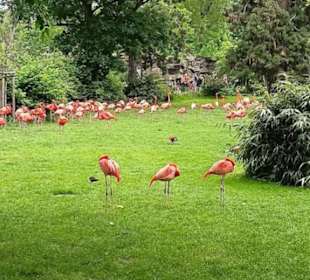 Zoologischer Garten Köln