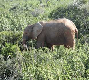 Elefanten im Addo Park