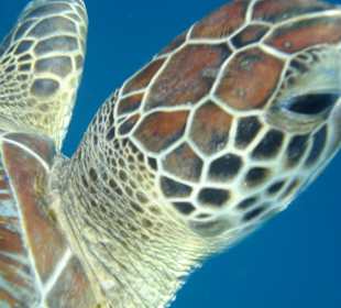 Schnorcheln Marsa Alam