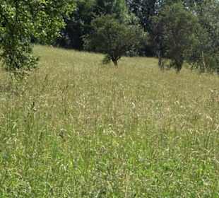 Eduard Lucas Musterobstgarten Mähringen