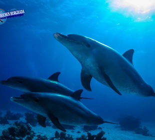 Schnuppertauchen Hurghada