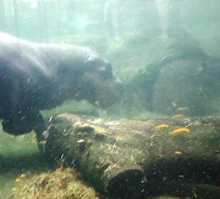 Singapur Zoo