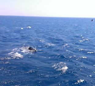 Экскурсия на остров Утопия