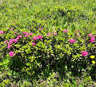 Wandern Bad Hofgastein