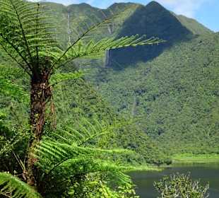 Farnbäume am Grand Étang