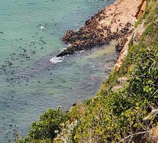 Daher der Name Robberg - Seehunde und Robben