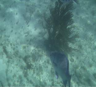 Ausflug Isla Mujeres