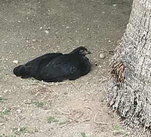 Stadtrundgang Manavgat - Kizilagac