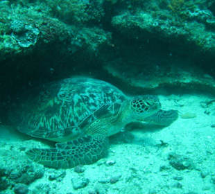 Schildkröte bei Riff Kinondo