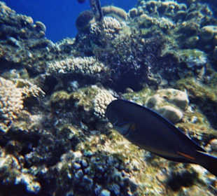 Schnorcheln am Hotelriff