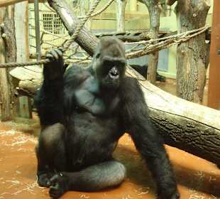 Gorilla