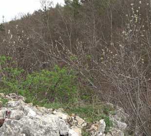 Biotop Knoblauchfelsen