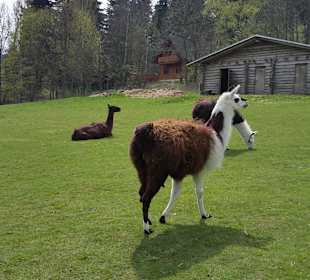 Lama-Ranch neben Hotel Schwarzbeerschaenke 