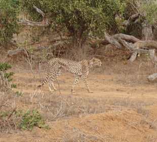 Gepard