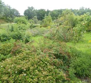 Sanddorn-Garten Petzow - Anlage