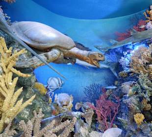 Künstliche Unterwasserwelt im Museum