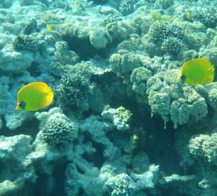 Fische beim Schnorcheln