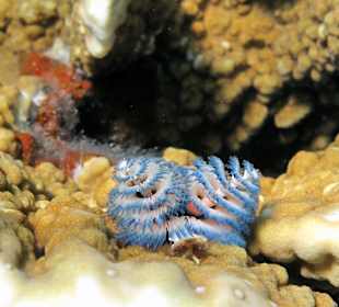 Schnorcheln Dahab