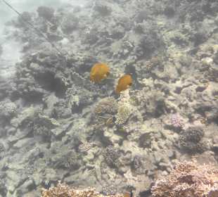 Tauchbasis Tauchen unter Freunden