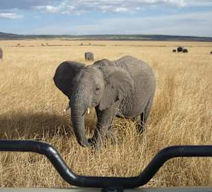 Elefant kommt näher