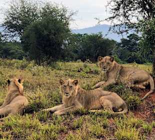 Tsavo Ost und West Safari