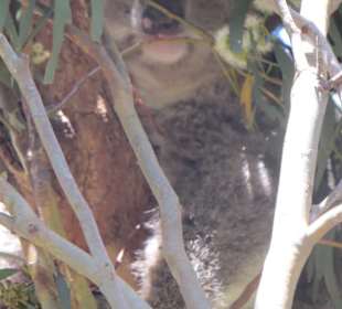 Koala im Conservation Center