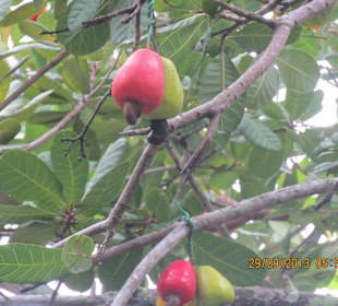 Cashewnussbaum vor der Cashewnussfabrik